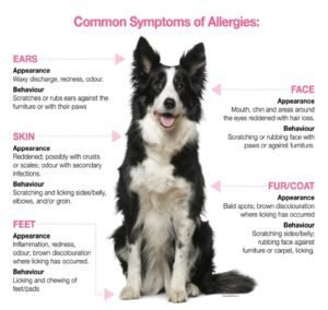 "Best Dog Food for Allergies:"