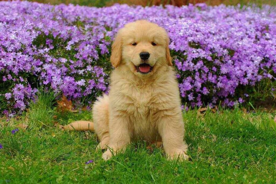 best dog food for golden retriver puppy