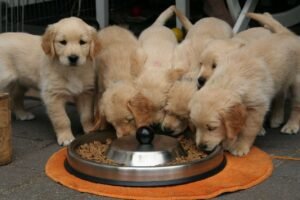 best dog food for golden retriver puppy