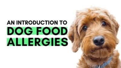 "The Ultimate Guide to Choosing the Best Dog Food for Allergies:"