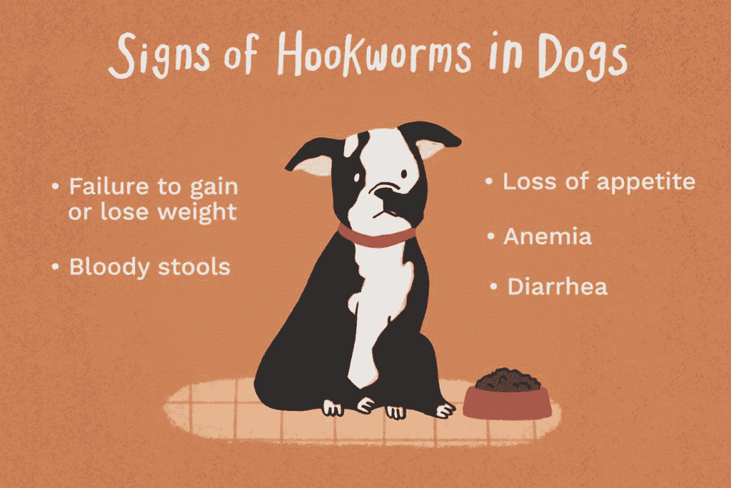 How Do Dogs Get Hookworms?