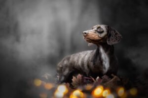 best-dog-food-for-dacshunds