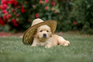 best dog food for golden retriver puppy