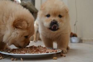 best dog food for golden retriver puppy