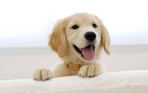 best dog food for golden retriver puppy.