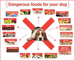 What Can I Feed My Dog Instead of Dog Food?