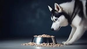 Best Dog Food for Siberian Husky