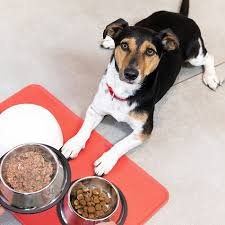 What Can I Feed My Dog Instead of Dog Food?