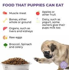 What Can I Feed My Dog Instead of Dog Food?