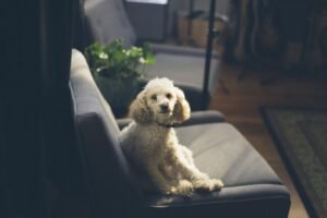 best dog food for poodles