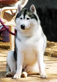 siberian-husky