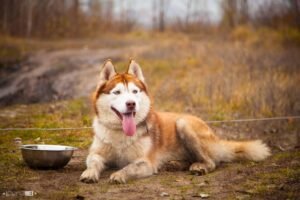 siberrian-husky