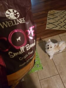bes dry dog food for small breeds