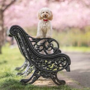 Dry Dog Food for Small Breeds